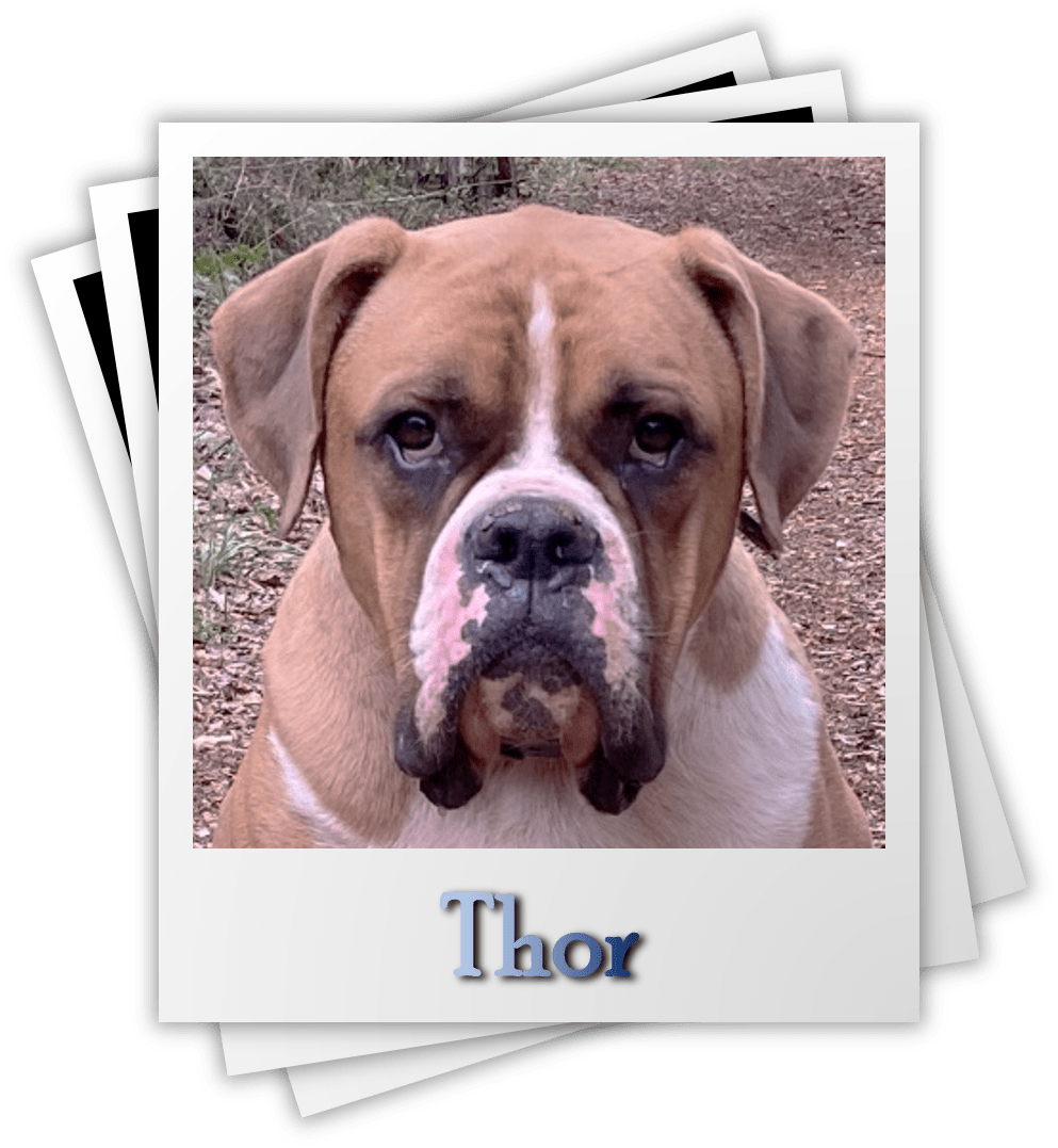 Thor