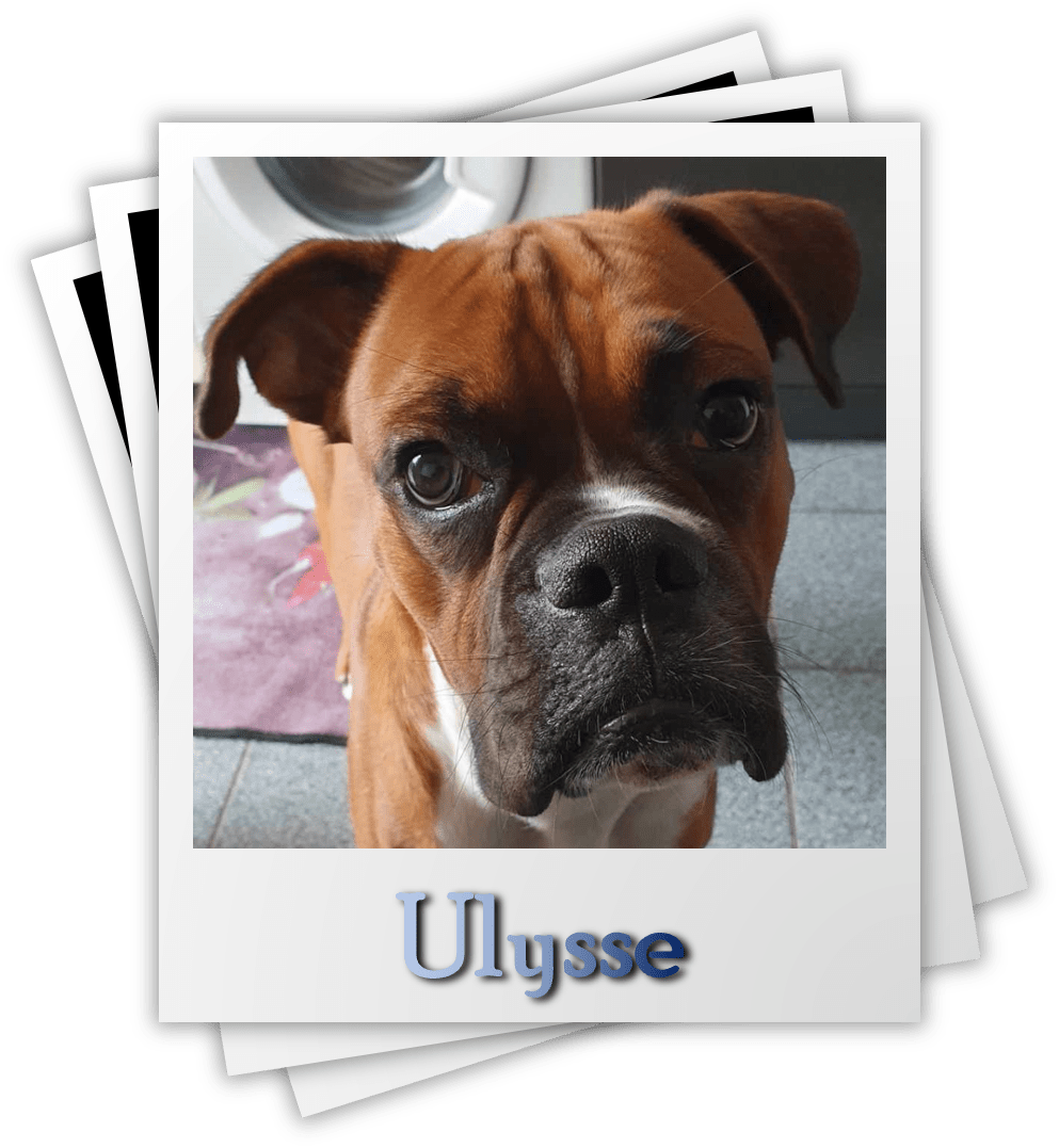 Ulysse