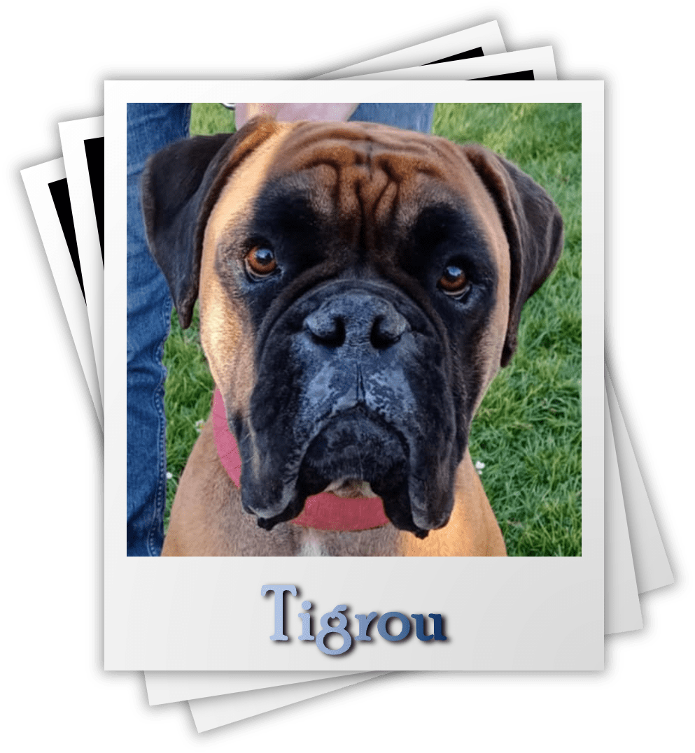 Tigrou