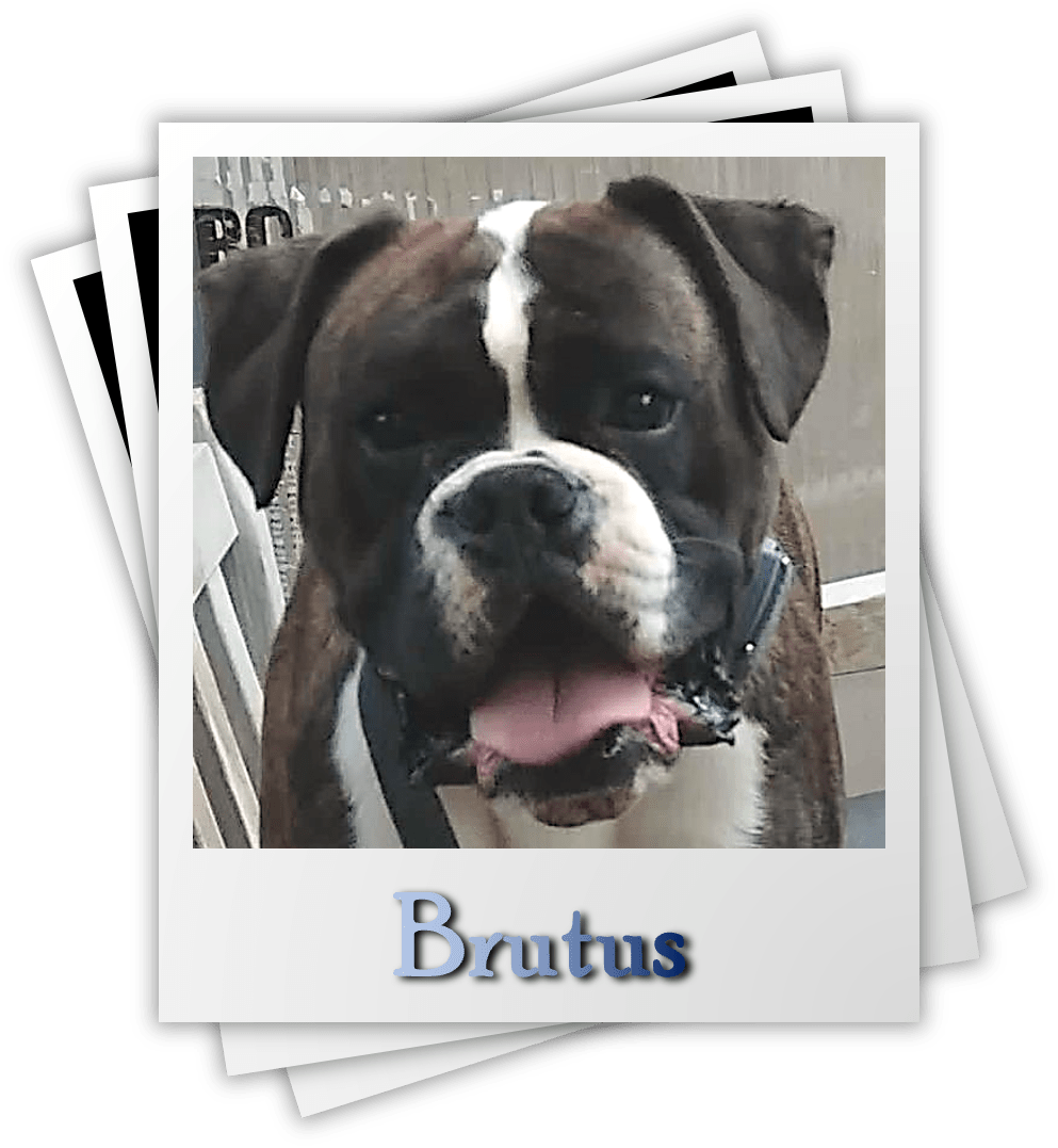 Brutus