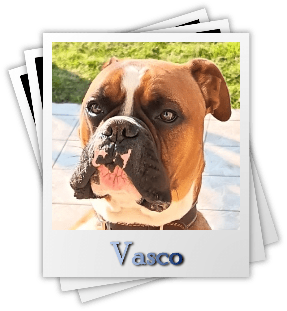 Vasco