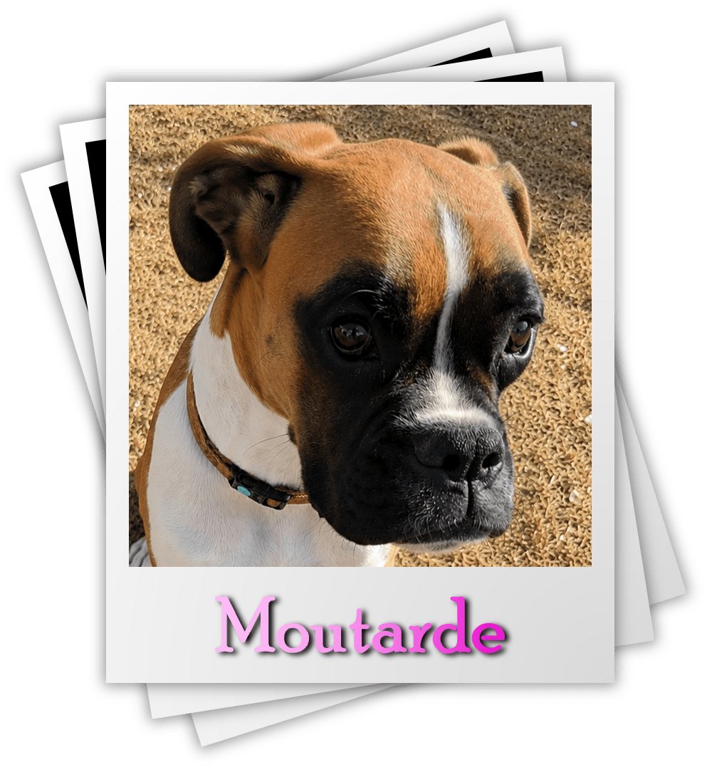 Moutarde