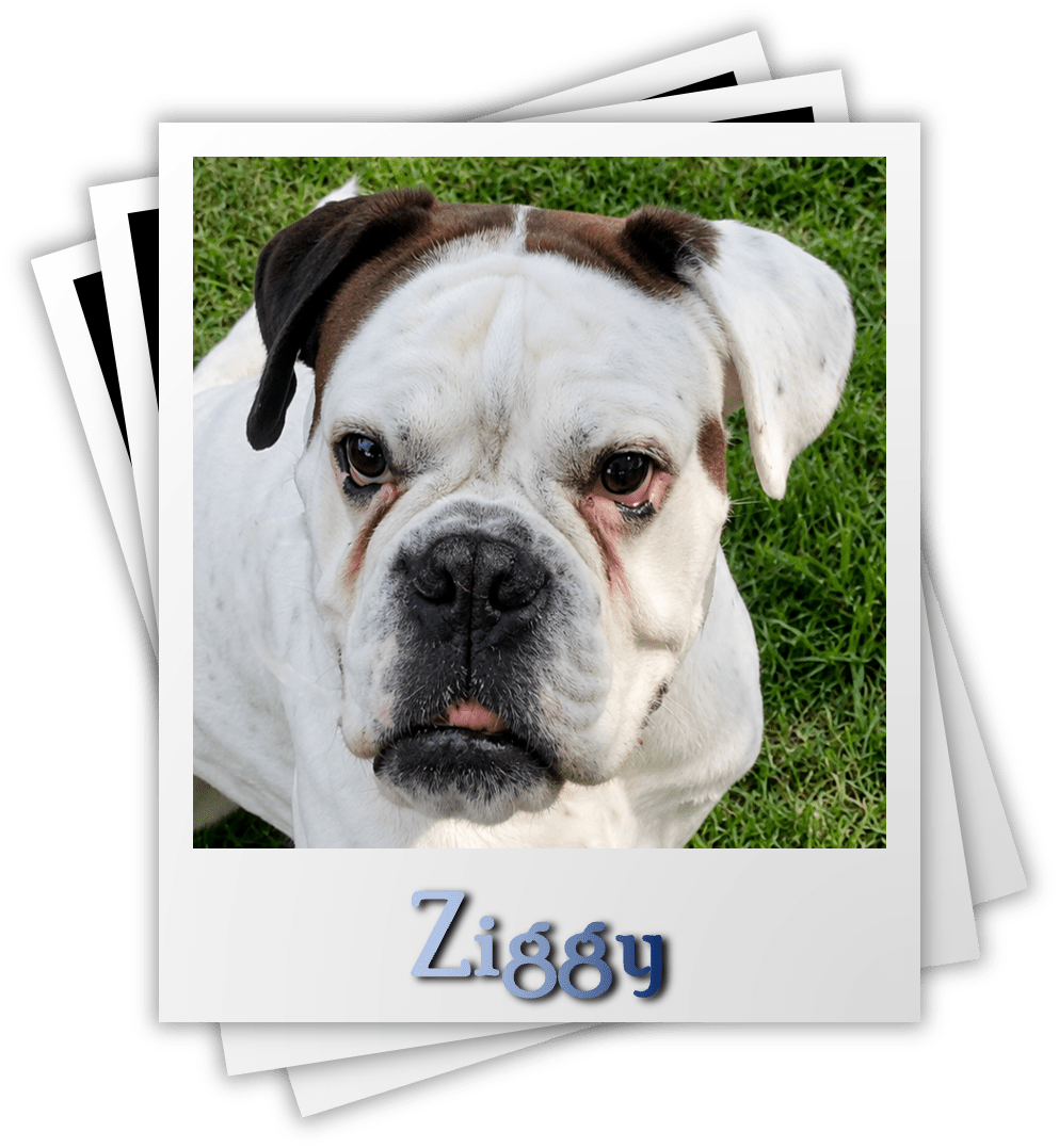 Ziggy