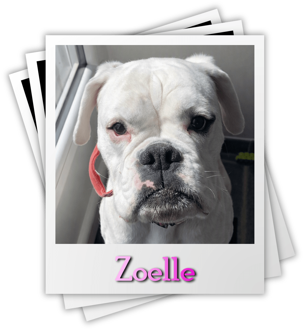 Zoelle